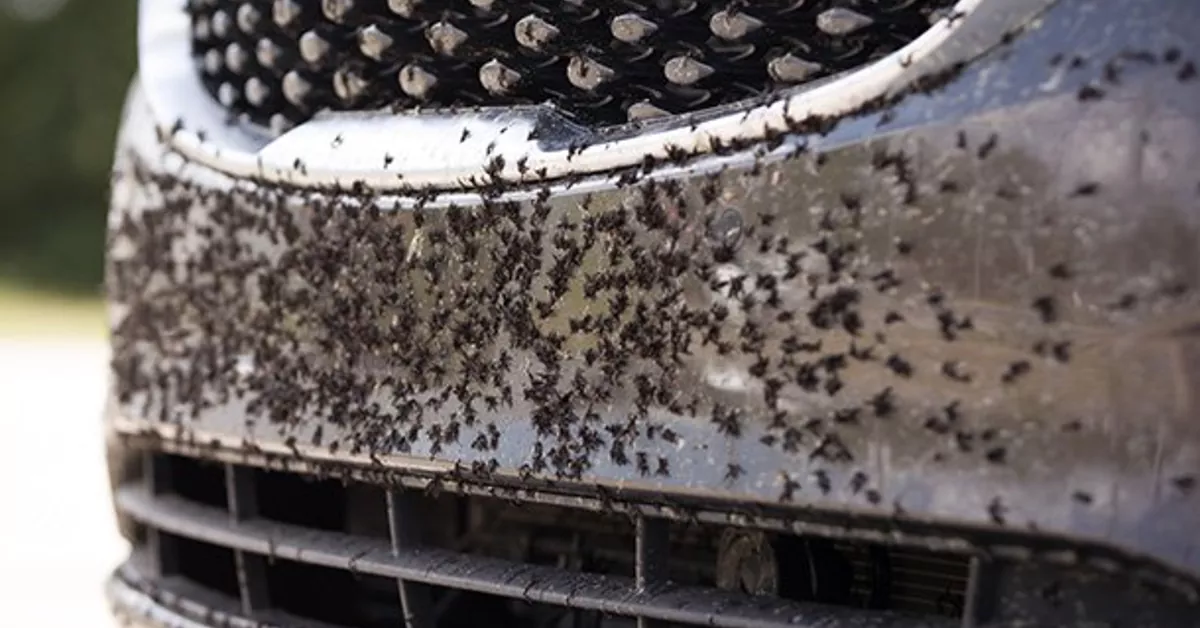 Best Bug and Tar Removers: Don’t Bug Me